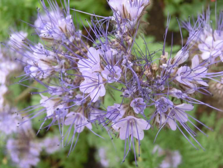 Phaselia Blüten (Bitte hier klicken um dieses Bild in seiner vollen Größe zu betrachten)