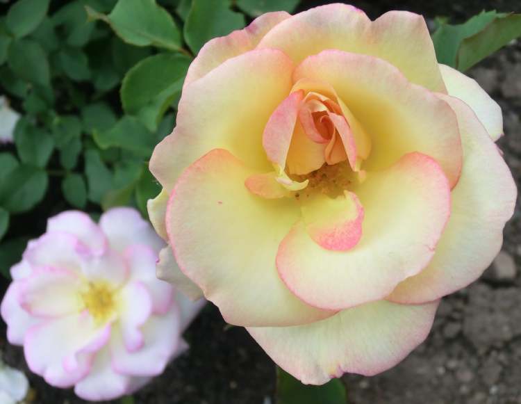 zwei hübsche Rosenblüten (Bitte hier klicken um dieses Bild in seiner vollen Größe zu betrachten)