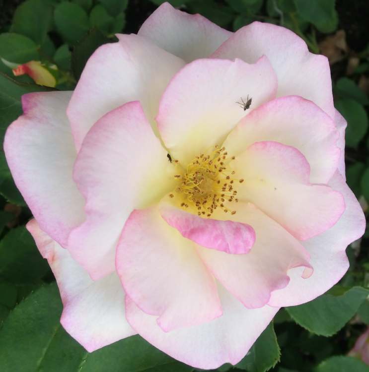 weiß-rote Rosenblüte (Bitte hier klicken um dieses Bild in seiner vollen Größe zu betrachten)