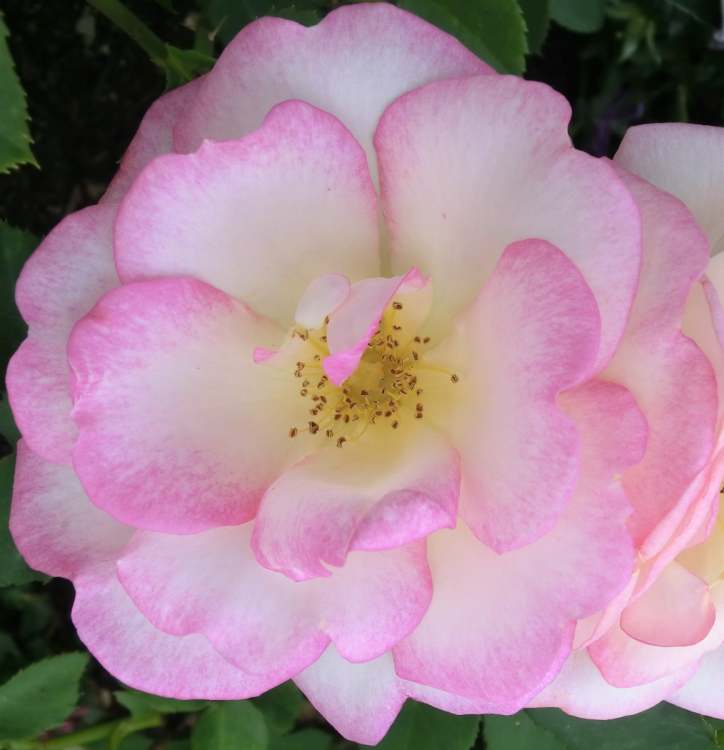 eine Rose im Garten (Bitte hier klicken um dieses Bild in seiner vollen Größe zu betrachten)