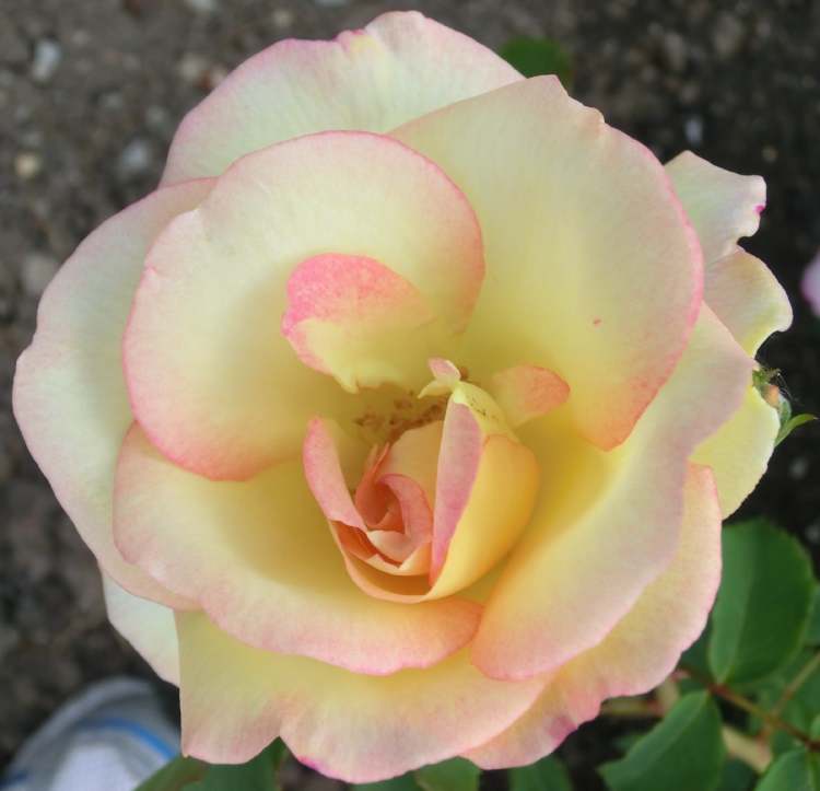Roseblüte weiß mit rötlichem Rand (Bitte hier klicken um dieses Bild in seiner vollen Größe zu betrachten)