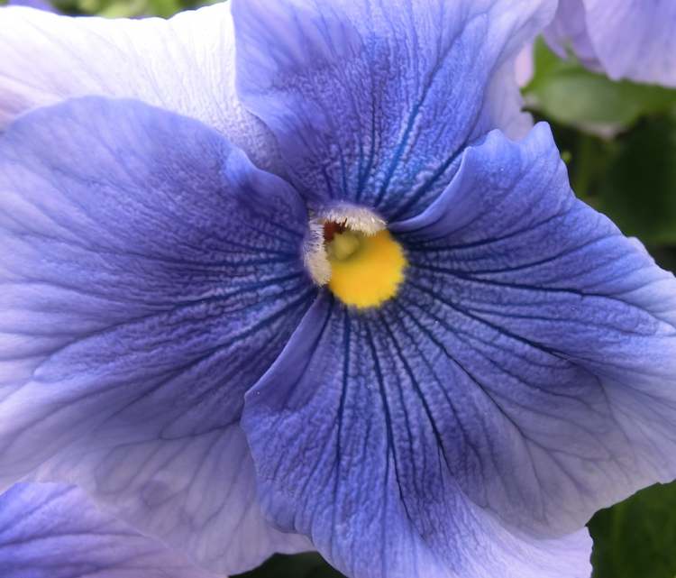 blaue Stiefmütterchenblüte (Bitte hier klicken um dieses Bild in seiner vollen Größe zu betrachten)