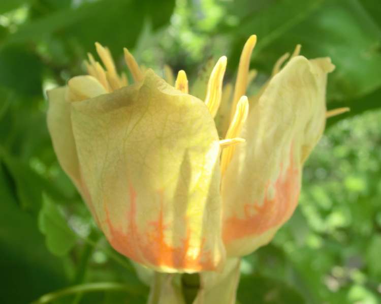 Tulpenbaum (Bitte hier klicken um dieses Bild in seiner vollen Größe zu betrachten)