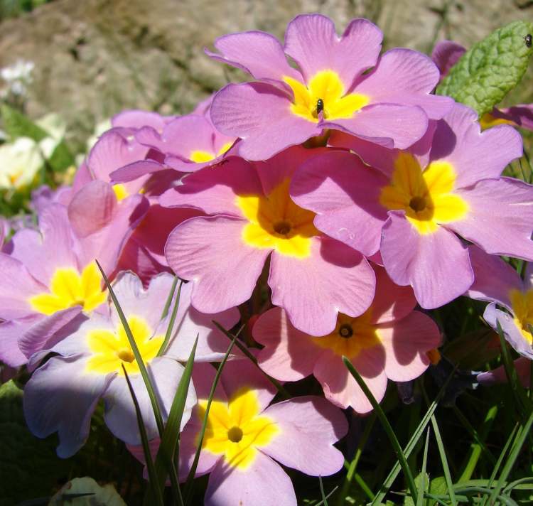 Viola im Garten (Bitte hier klicken um dieses Bild in seiner vollen Größe zu betrachten)