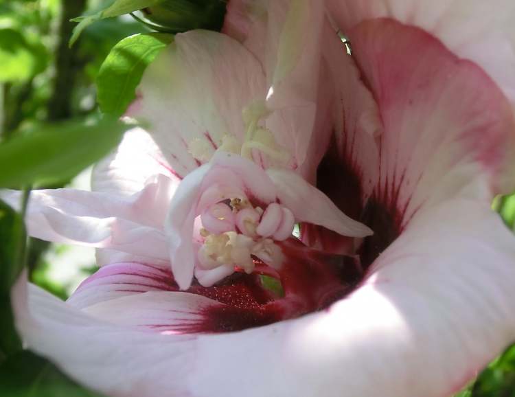 Gartenblüte (Bitte hier klicken um dieses Bild in seiner vollen Größe zu betrachten)