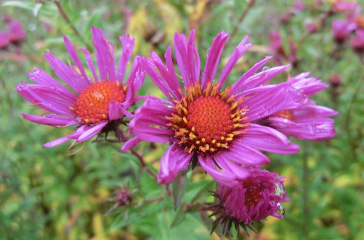 Gartenblume (Bitte hier klicken um dieses Bild in seiner vollen Größe zu betrachten)