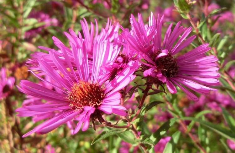 Gartenblume Aster (Bitte hier klicken um dieses Bild in seiner vollen Größe zu betrachten)