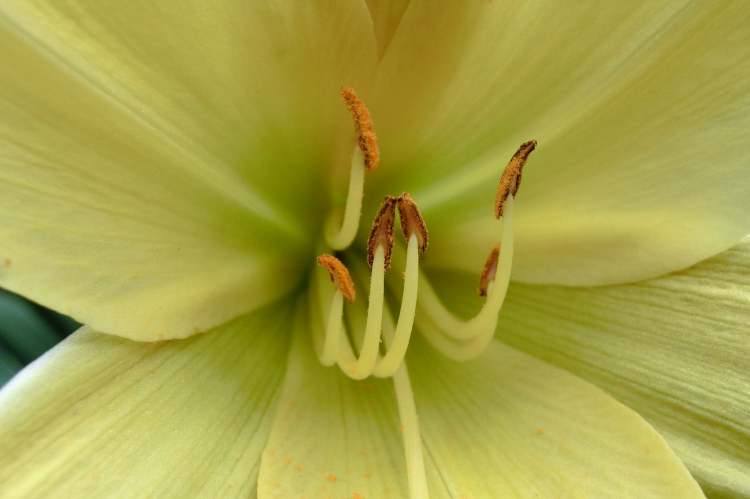 Gartenblumen Blüte (Bitte hier klicken um dieses Bild in seiner vollen Größe zu betrachten)