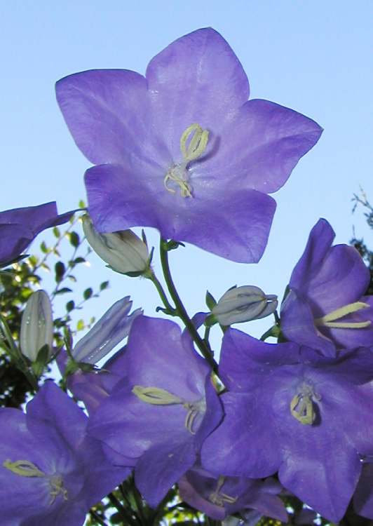 Gartenglockenblume (Bitte hier klicken um dieses Bild in seiner vollen Größe zu betrachten)