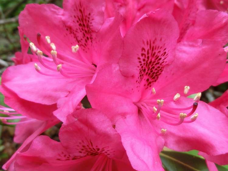 Gartenstrauchblüte in rot (Bitte hier klicken um dieses Bild in seiner vollen Größe zu betrachten)