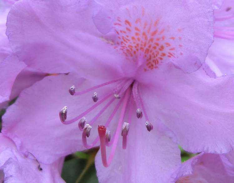 Gartenstrauchblüte (Bitte hier klicken um dieses Bild in seiner vollen Größe zu betrachten)