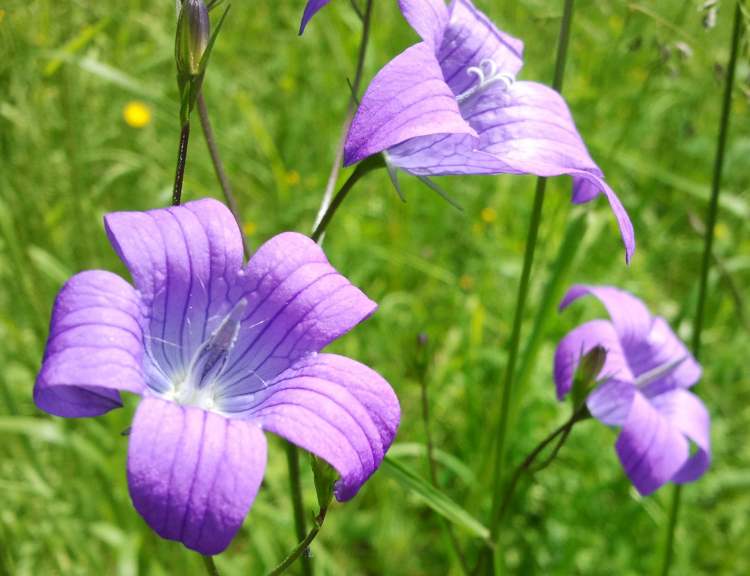 Glockenblumen in der Wiese (Bitte hier klicken um dieses Bild in seiner vollen Größe zu betrachten)