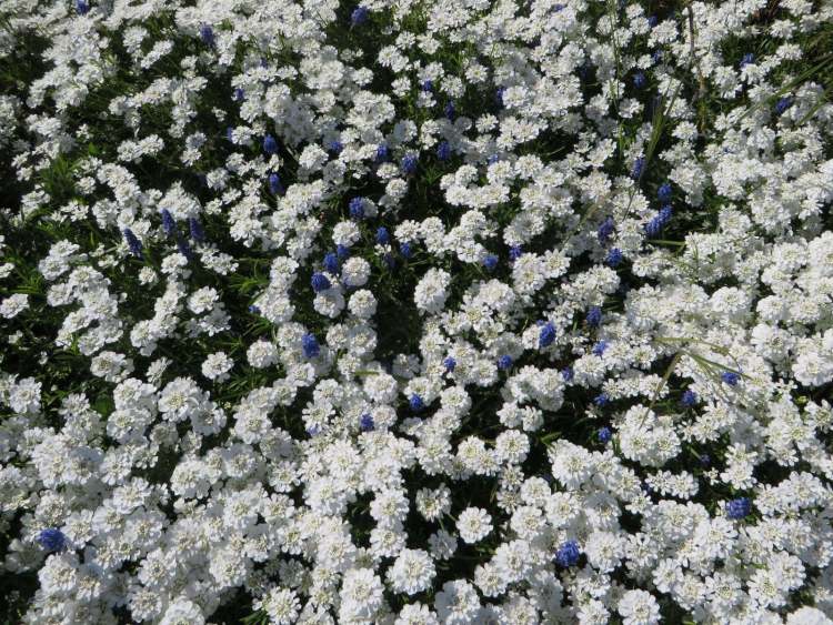 Kleine Traubenhyazinthen zwischen weißen Blüten (Bitte hier klicken um dieses Bild in seiner vollen Größe zu betrachten)