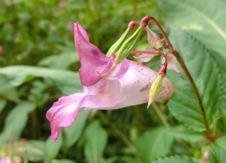 Impatiens Blüte Seitenansicht (Bitte hier klicken um dieses Bild in seiner vollen Größe zu betrachten)