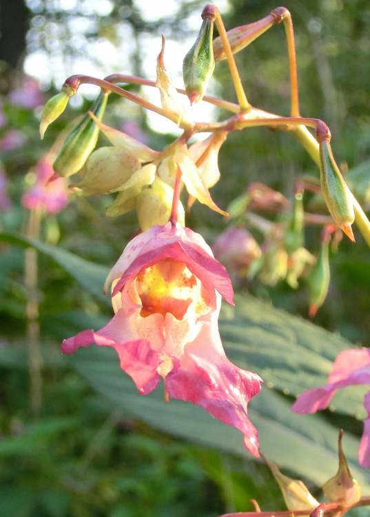 Impatiens Blüte von vorne (Bitte hier klicken um dieses Bild in seiner vollen Größe zu betrachten)