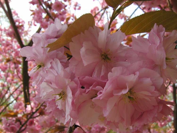 Japanische Kirsche Prunus Blüten (Bitte hier klicken um dieses Bild in seiner vollen Größe zu betrachten)
