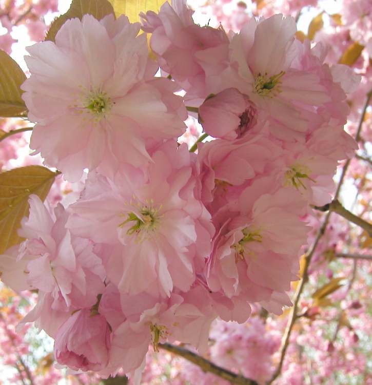 Japanische Kirschblüte (Bitte hier klicken um dieses Bild in seiner vollen Größe zu betrachten)