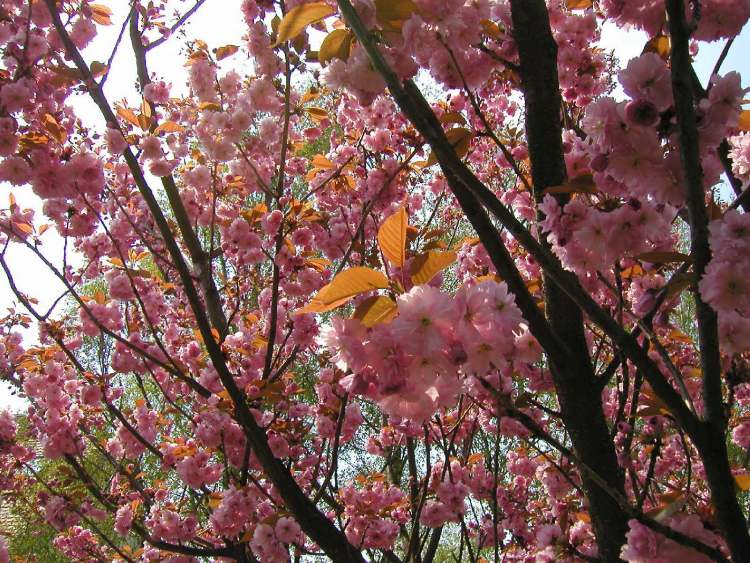 Prunus blühender Baum (Bitte hier klicken um dieses Bild in seiner vollen Größe zu betrachten)