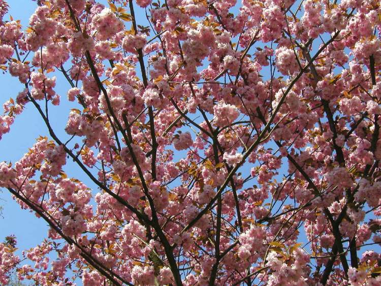 Japanische Kirsche Baum voll in Blüte (Bitte hier klicken um dieses Bild in seiner vollen Größe zu betrachten)