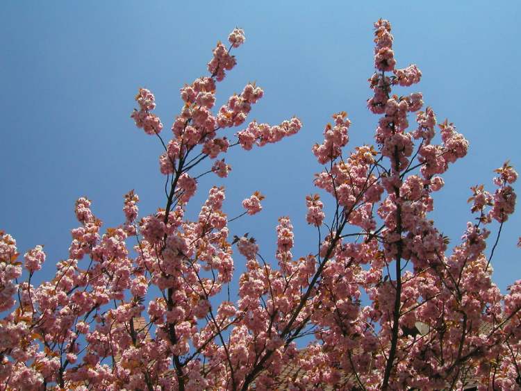 Blühende Äste der japanischen Kirsche (Prunus) (Bitte hier klicken um dieses Bild in seiner vollen Größe zu betrachten)