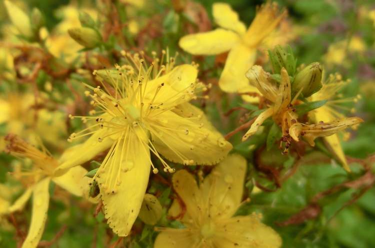 Johanniskraut Blüte (Bitte hier klicken um dieses Bild in seiner vollen Größe zu betrachten)