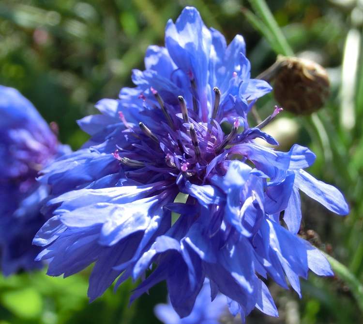 Kornblume blau (Bitte hier klicken um dieses Bild in seiner vollen Größe zu betrachten)