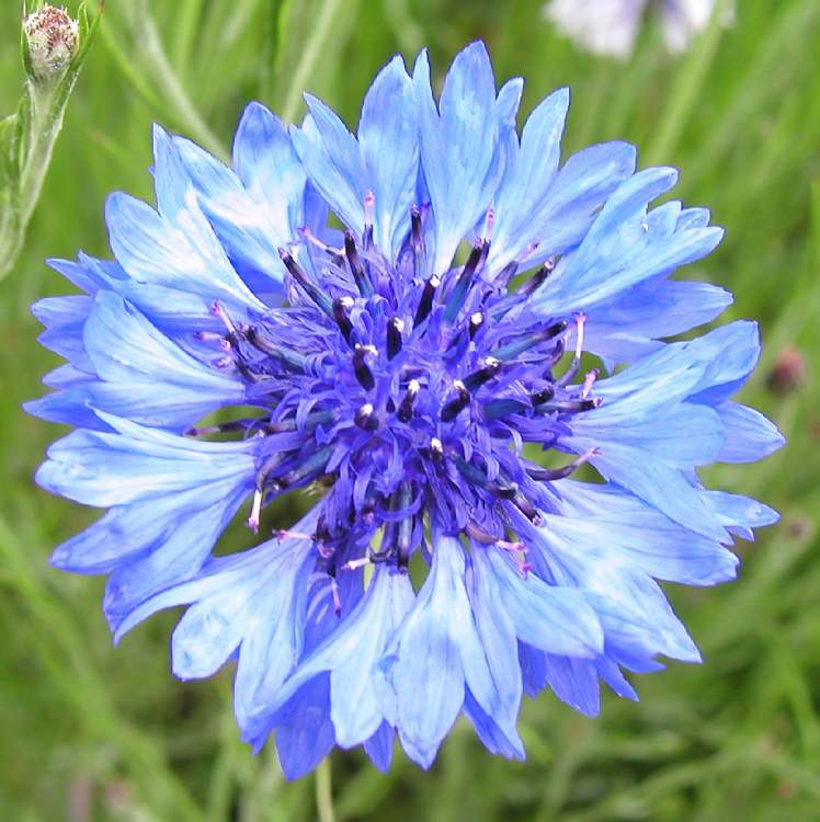 Kornblumenblüte mit strahlendem Lichtblau (Bitte hier klicken um dieses Bild in seiner vollen Größe zu betrachten)