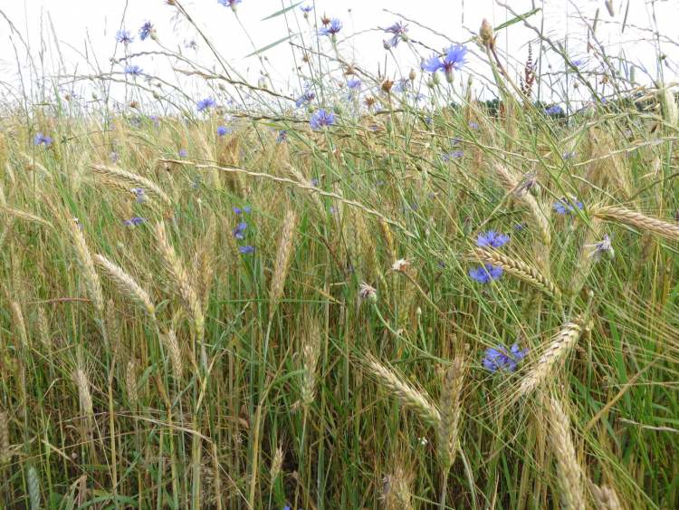 Kornblumen und Bio Weizenfeld (Bitte hier klicken um dieses Bild in seiner vollen Größe zu betrachten)