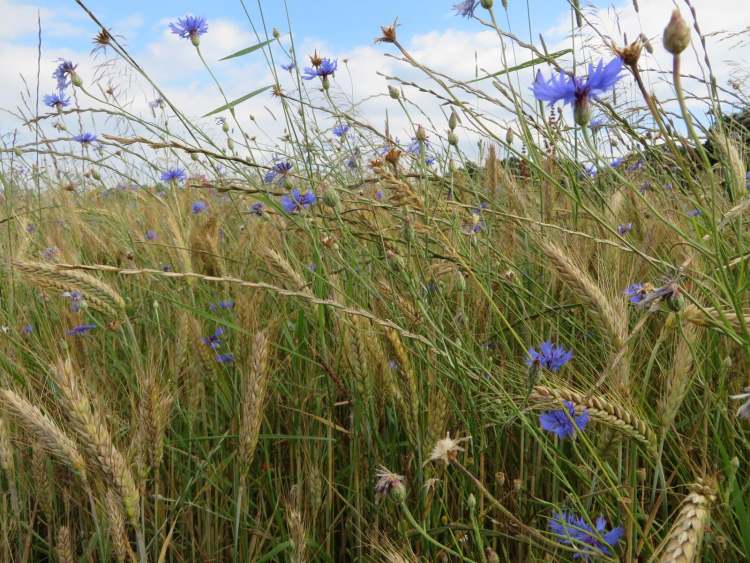 Kornblumen wachsen im Bio Weizenfeld (Bitte hier klicken um dieses Bild in seiner vollen Größe zu betrachten)