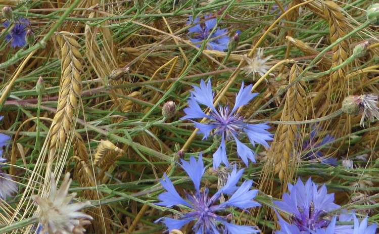 Kornblumen im Bio Weizenfeld (Bitte hier klicken um dieses Bild in seiner vollen Größe zu betrachten)