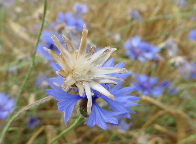 Kornblumen im Bio-Weizenfeld (Bitte hier klicken um dieses Bild in seiner vollen Größe zu betrachten)