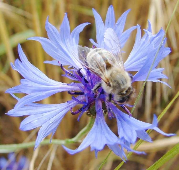 Kornblume im Weizenfeld mit Biene (Bitte hier klicken um dieses Bild in seiner vollen Größe zu betrachten)