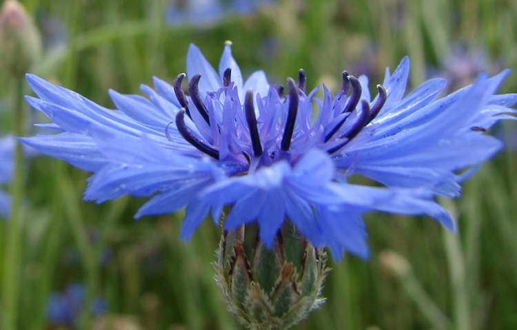 Kornblumenblüte (Bitte hier klicken um dieses Bild in seiner vollen Größe zu betrachten)