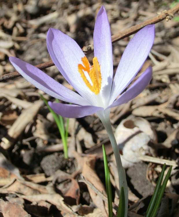 Krokus Blüte (Bitte hier klicken um dieses Bild in seiner vollen Größe zu betrachten)