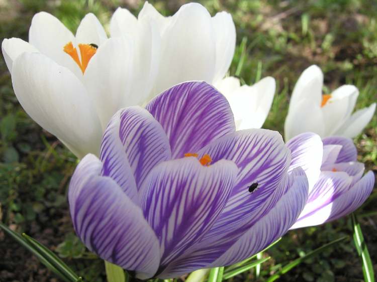 Krokus Märzenbecher Blüten (Bitte hier klicken um dieses Bild in seiner vollen Größe zu betrachten)