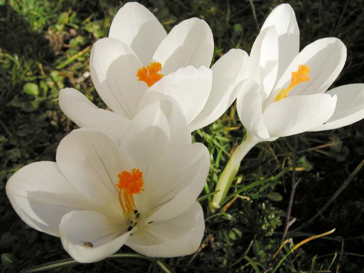weiße Krokus Blüten (Bitte hier klicken um dieses Bild in seiner vollen Größe zu betrachten)