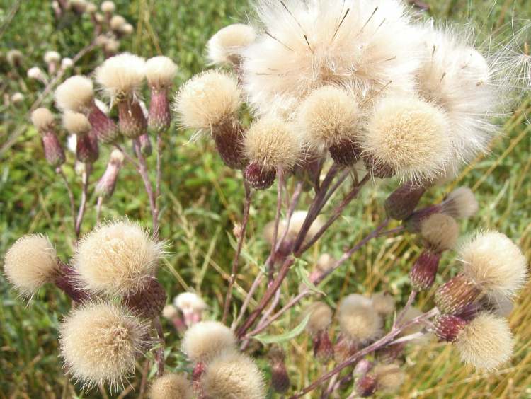 Lanzett Kratzdistel verblühte Mariendistel (Bitte hier klicken um dieses Bild in seiner vollen Größe zu betrachten)