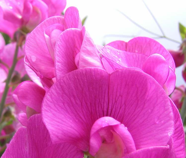 Lathyrus Staudenwicke Blüte (Bitte hier klicken um dieses Bild in seiner vollen Größe zu betrachten)