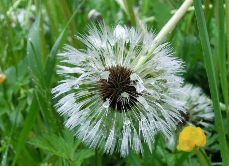 Löwenzahn Pusteblume nach Regen (Bitte hier klicken um dieses Bild in seiner vollen Größe zu betrachten)