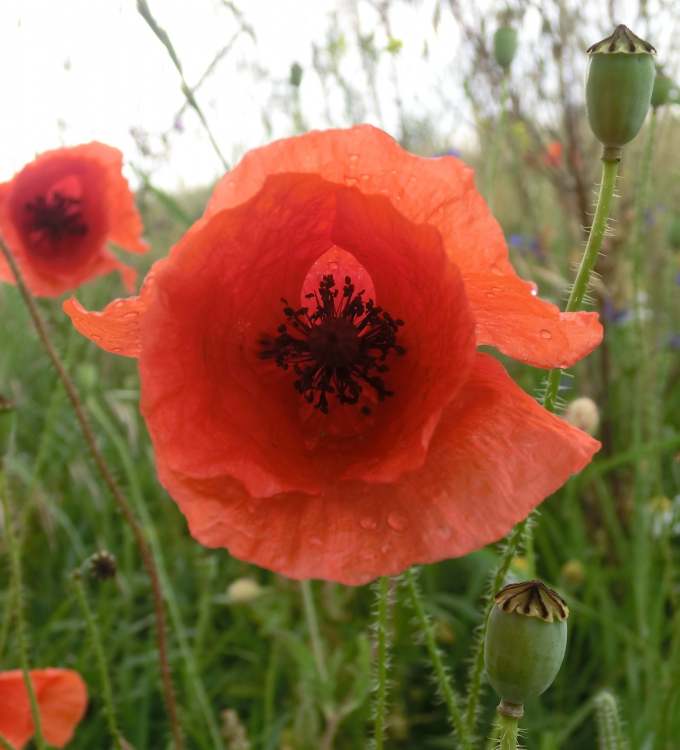 Mohnblume (Bitte hier klicken um dieses Bild in seiner vollen Größe zu betrachten)