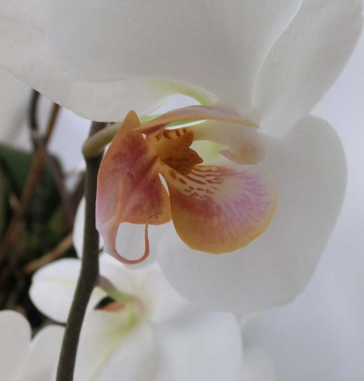 Zimmerorchidee (Bitte hier klicken um dieses Bild in seiner vollen Größe zu betrachten)
