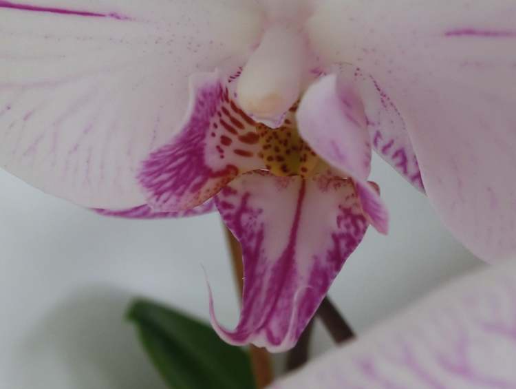 Orchideeenblüte (Bitte hier klicken um dieses Bild in seiner vollen Größe zu betrachten)
