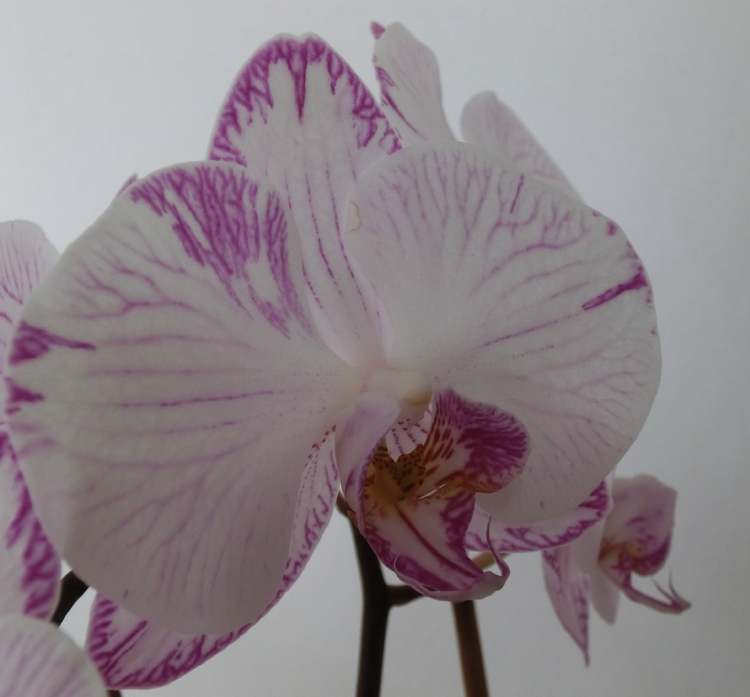 Orchidee Blüte (Bitte hier klicken um dieses Bild in seiner vollen Größe zu betrachten)