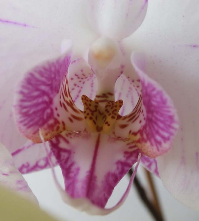 kraftvolle Orchideenblüte (Bitte hier klicken um dieses Bild in seiner vollen Größe zu betrachten)