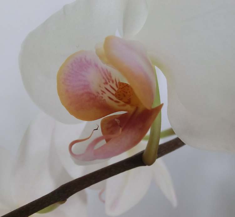 Orchideenblüte (Bitte hier klicken um dieses Bild in seiner vollen Größe zu betrachten)