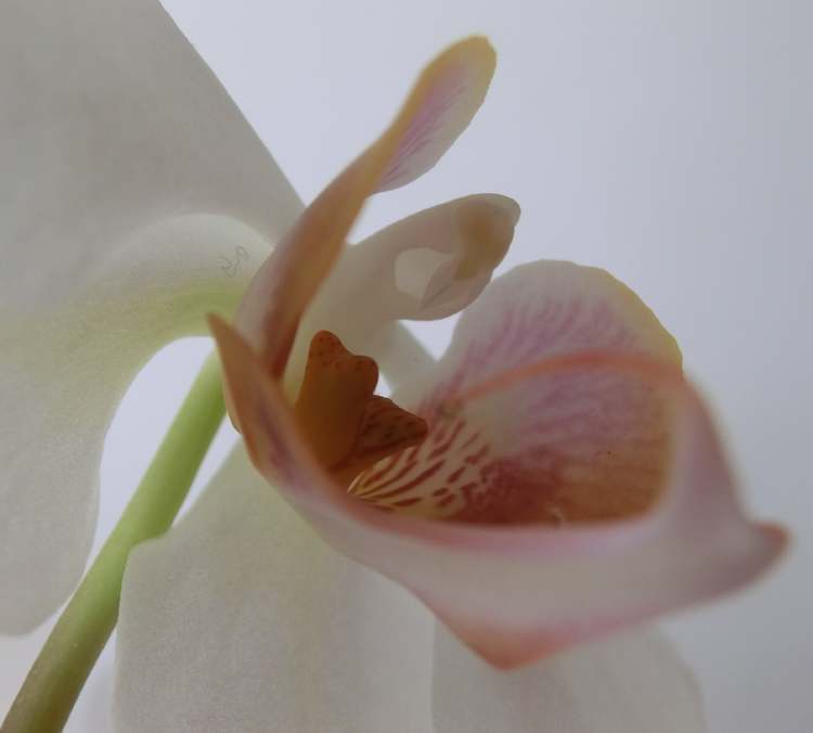 wunderschöne Orchidee (Bitte hier klicken um dieses Bild in seiner vollen Größe zu betrachten)