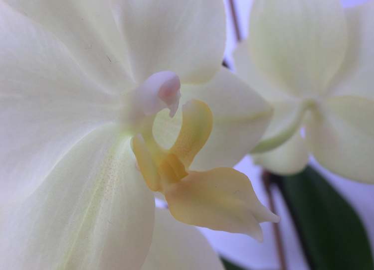 weiße Orchidee (Bitte hier klicken um dieses Bild in seiner vollen Größe zu betrachten)