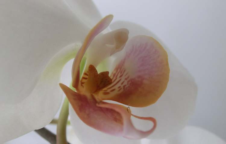 Orchidee die sich in den Raum hinein entfaltet (Bitte hier klicken um dieses Bild in seiner vollen Größe zu betrachten)