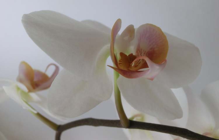 Orchidee macht den Raum lichtvoll (Bitte hier klicken um dieses Bild in seiner vollen Größe zu betrachten)