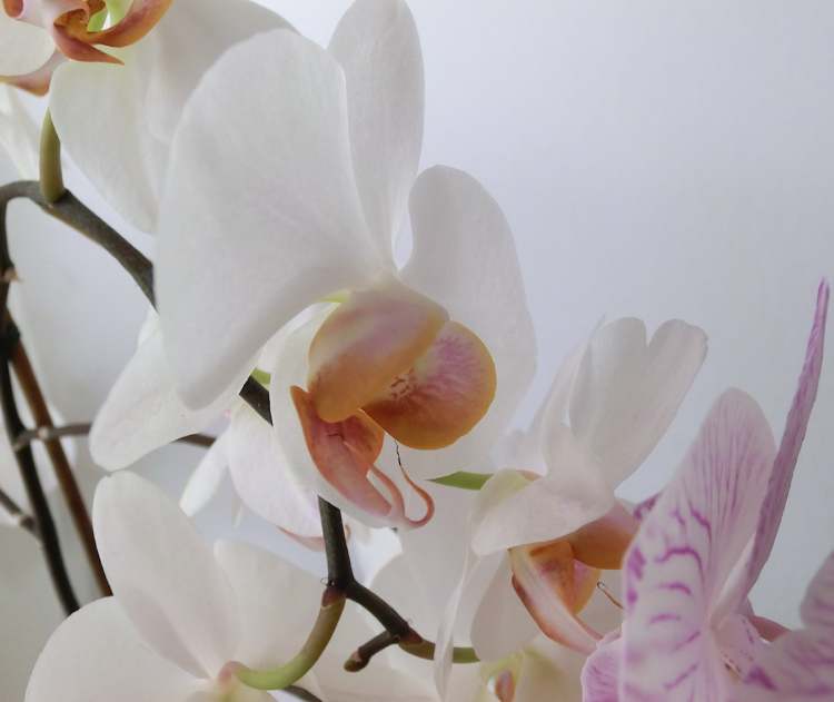 eine Orchidee nimmt ihren Raum in Besitz (Bitte hier klicken um dieses Bild in seiner vollen Größe zu betrachten)